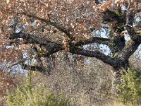 Arbres  Chêne séculaire